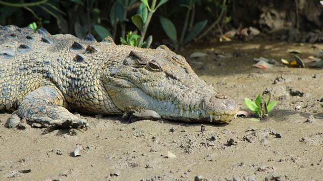 Crocodile Safari Tour Proserpine