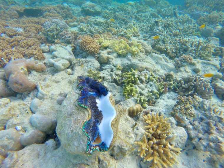 Hardy Reef Coral and giant clams