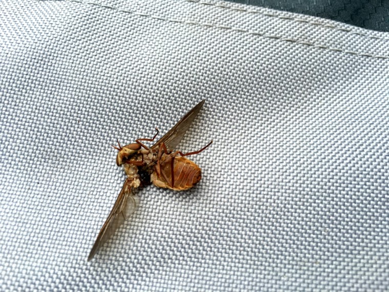 Horse Fly or March Fly