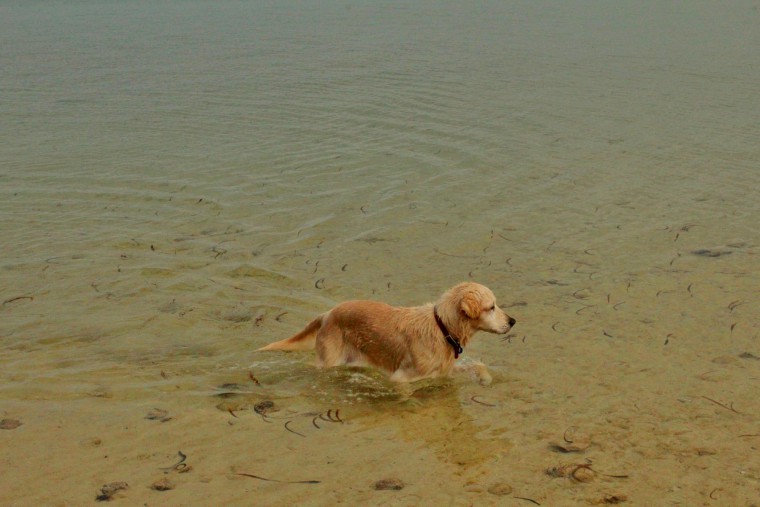 Traveling Australia with our dog MACKS - she just loved the water