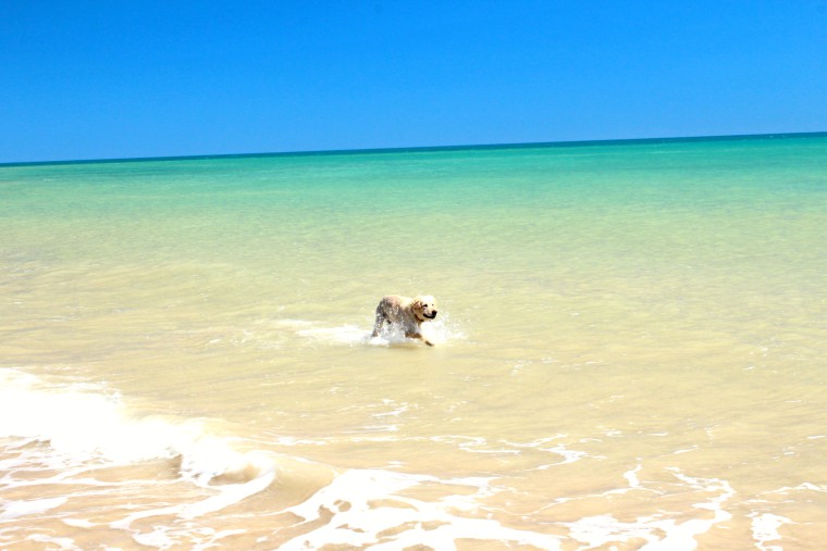 Traveling Australia with our Dog MACKS