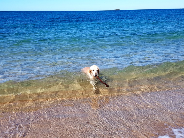 Traveling Australia with our Dog MACKS