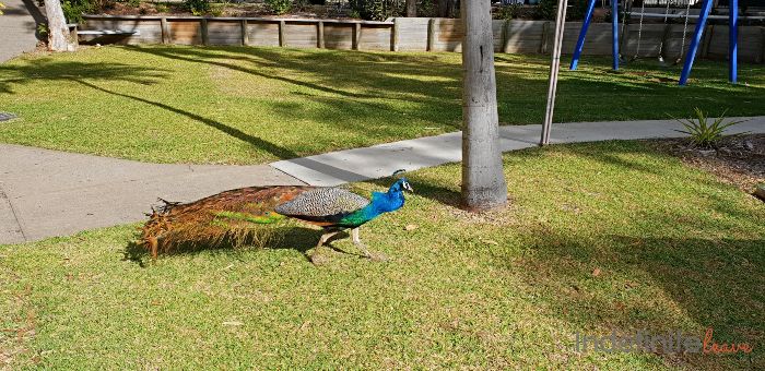 Resident Peacocks