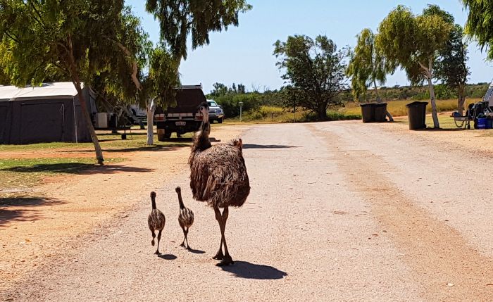 Emu stroll through Exmouth Caravan Park