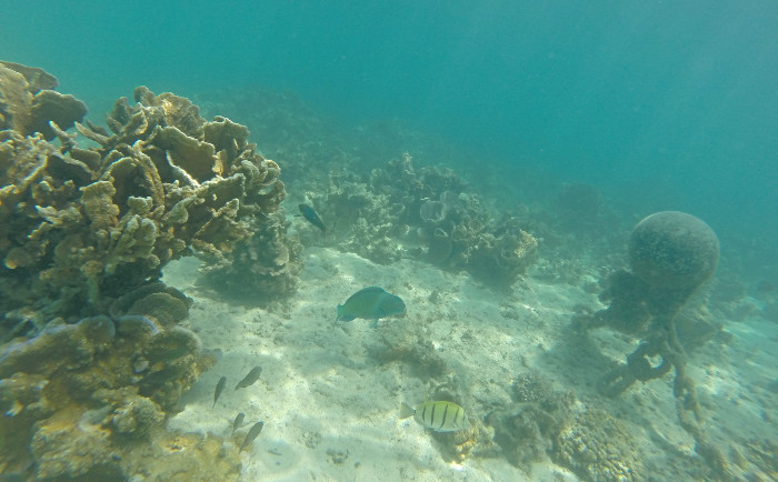 Reef snorkelling 
