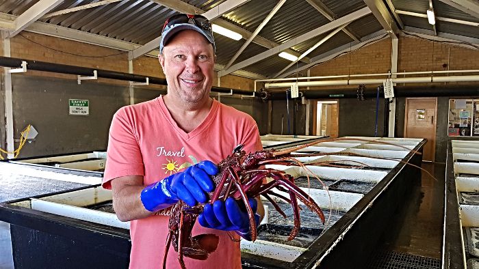 Live Lobster Tour Geraldton