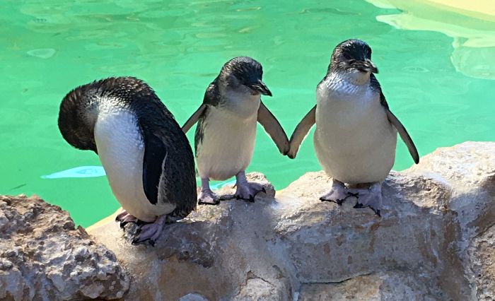 Penguins at Penguin Island