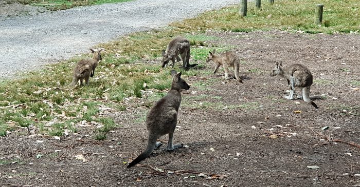 Resident Kangaroos at the Pretty Beach camping ground