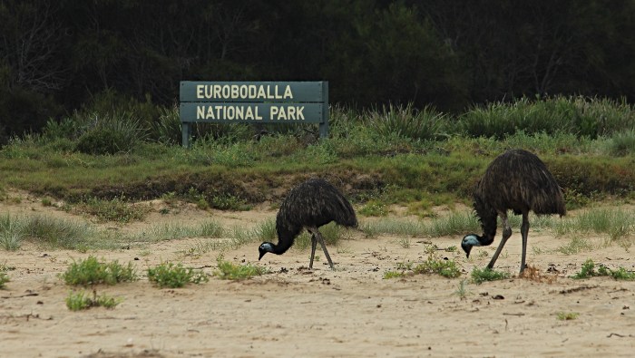 Emus on Dalmeny Beach