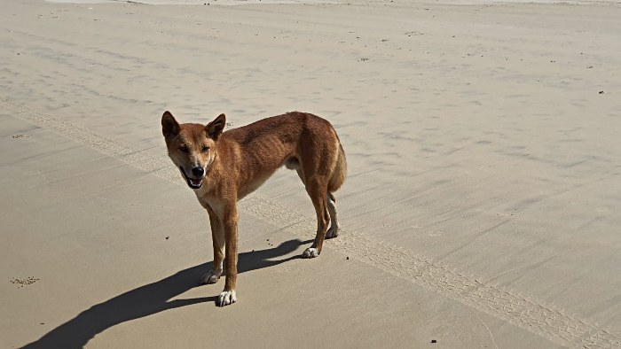 Fraser Island Dingoes are believed to be the purest on the eastern side of Australian