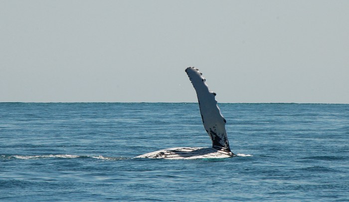 Whale watching is amazing