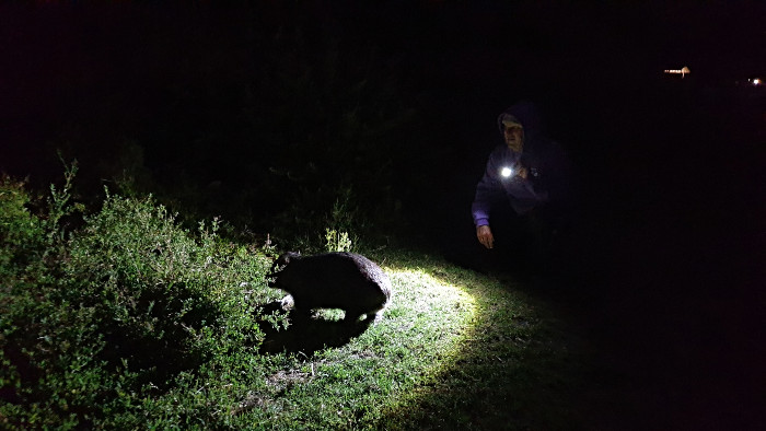Wombat Watch