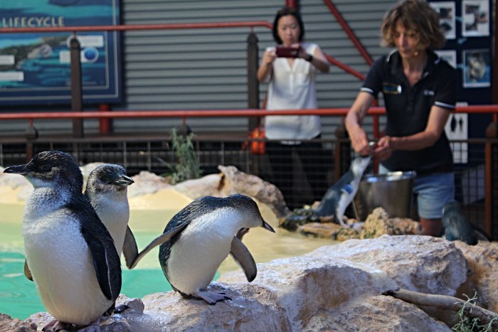 Little Penguins at Penguin Island