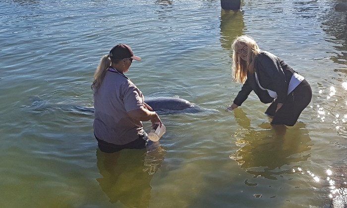 At Barnacles -Adele feeding a dolphin 