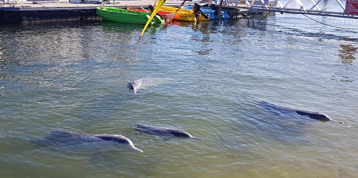 Get up close to Wild humpback dolphins at the feeding the dolphins at Barnacles Cafe Tin Can Bay