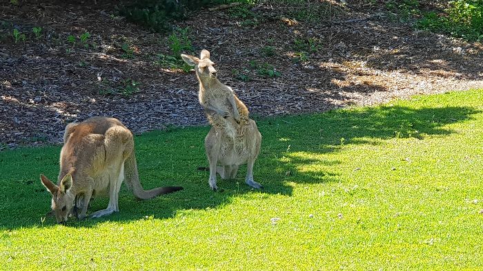 Kangaroos freely roam the Woody Head Camping ground