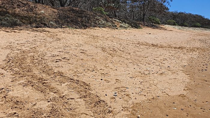 Nesting turtle tracks on the beach at Mon Repos