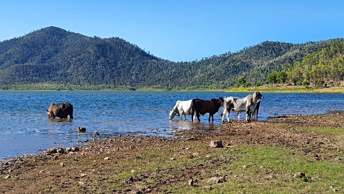 Cows roam freely at Peter Faust Dam Camping area