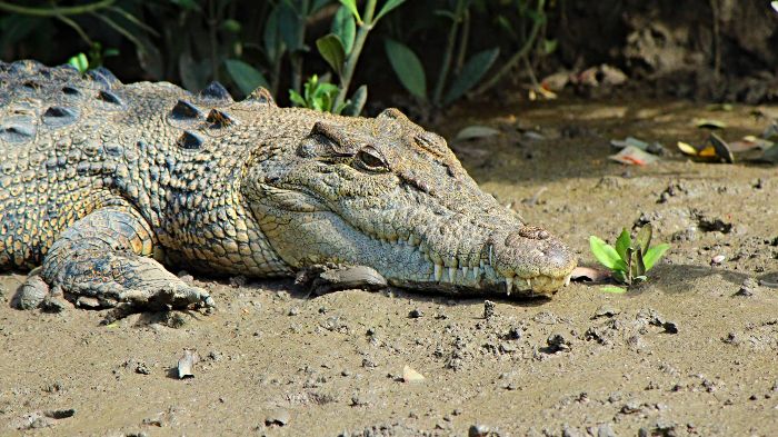 Crocodile Safari Proserpine