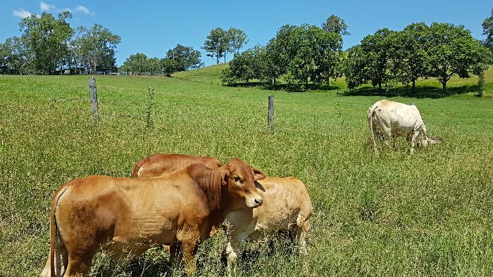 Kenilworth Cattle