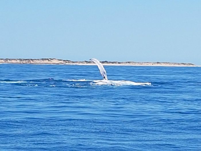 Humpback Whale Swim Exmouth