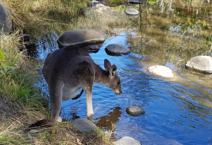 Kangaroo at Carnarvon Creek