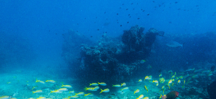 Ningaloo Reef Marinelife