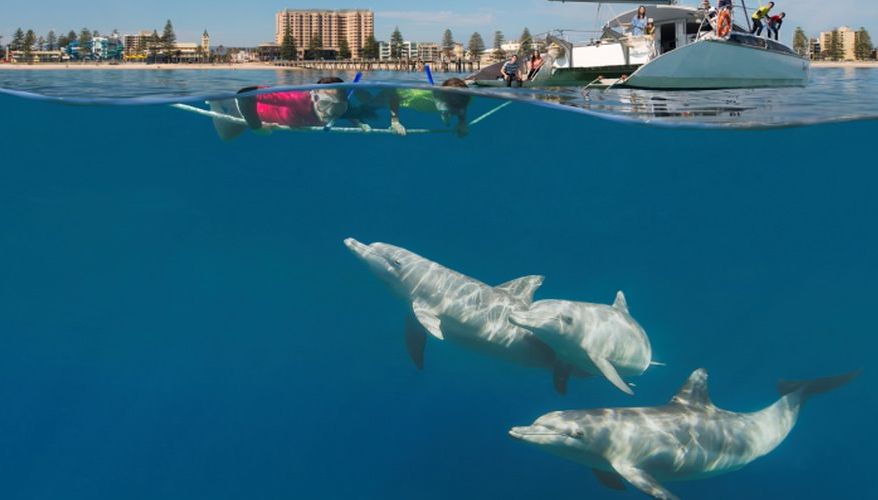 Adelaide-Swim-with-Dolphins