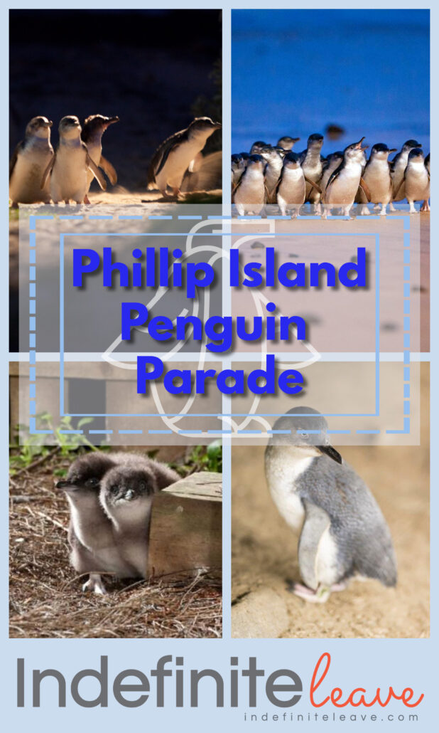 Pin - Phillip Island Penguin Parade
