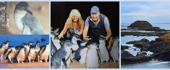 Phillip Island Penguin Parade Feature