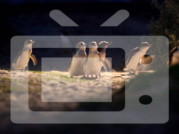 Phillip Island Live Penguin TV