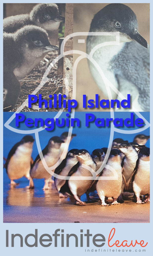 Pin - Phillip Island Penguin Parade