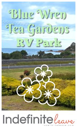 Blue-Wren-Tea-Gardens-Bass-Strait-resized-BeFunky-collage