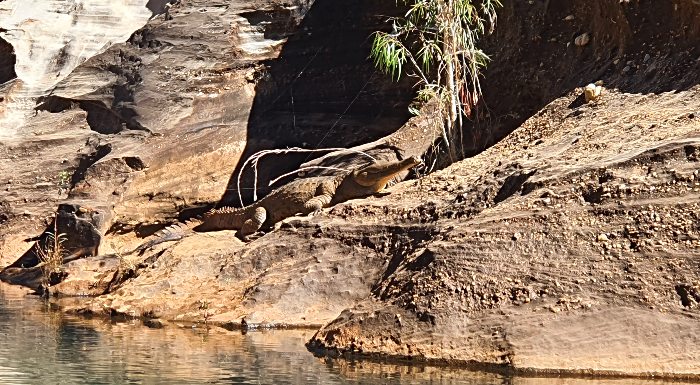 Croc sunbaking on the bank of Cobbold Gorge