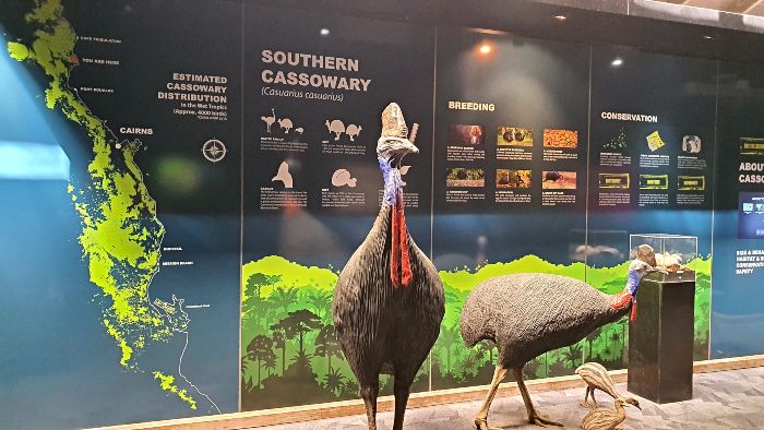 Cassowary Information display - Daintree Discovery Centre