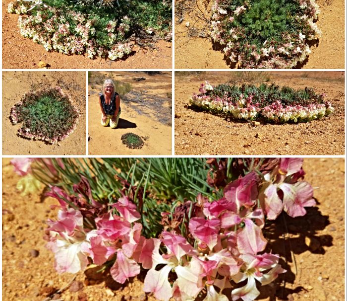 Geraldton Wildflowers at Mullewa and Pindar
