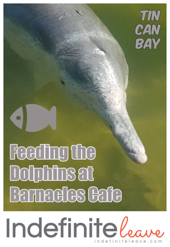 Feeding-the-dolphins-at-Barnacles-Cafe-BeFunky-project
