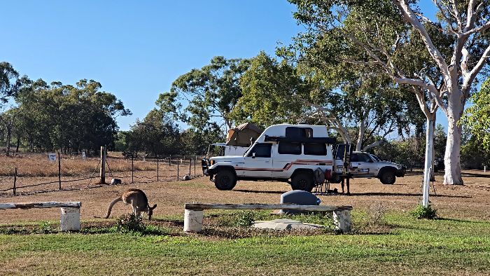 Tilly' the resident Kangaroo roams freely around the Glen Erin Farmstay camping area
