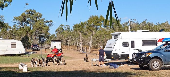 Herding the animals through the Glen Erin Farmstay camping area to the back paddock